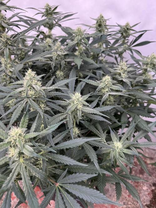 Strawberry Jungle. Week 7