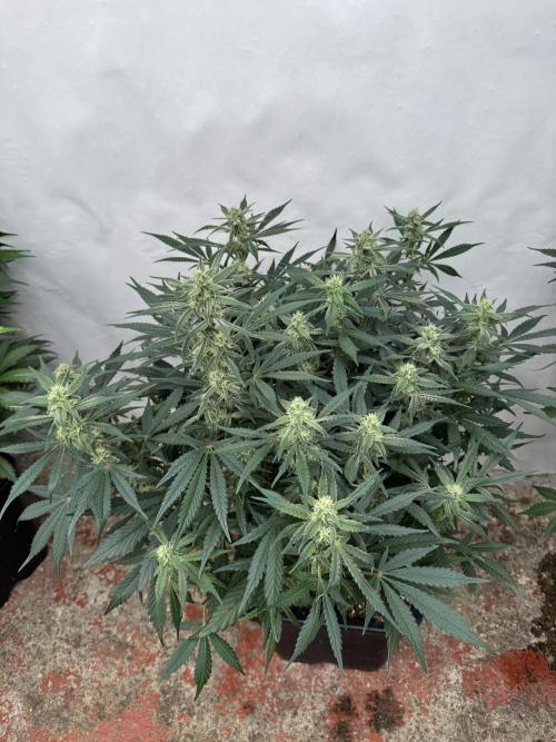 Strawberry Jungle. Week 7