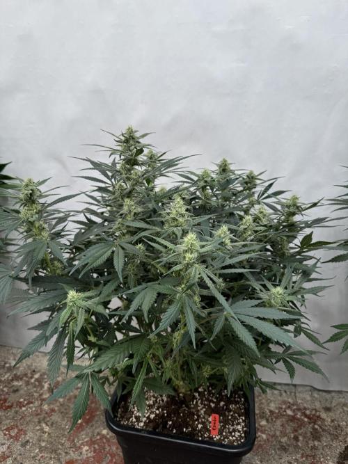 Strawberry Jungle. Week 7