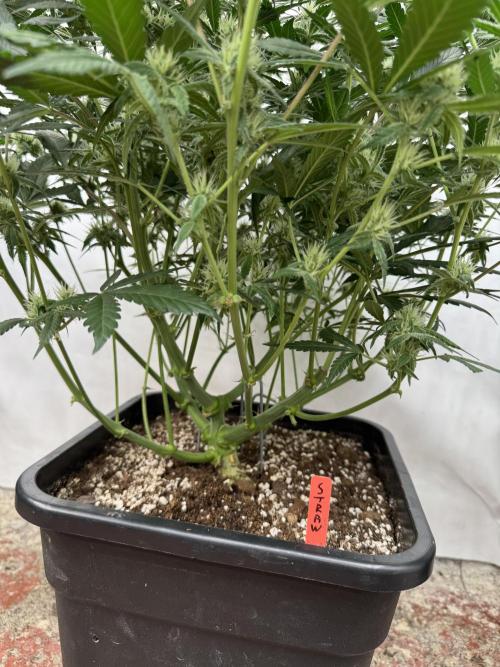 Strawberry Jungle. Week 7