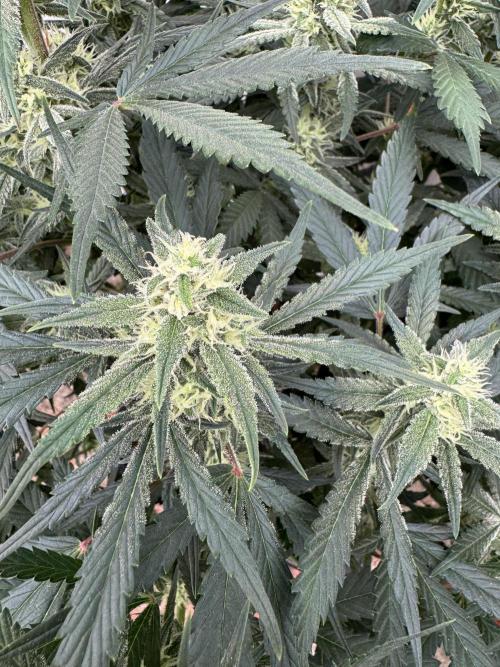 Strawberry Jungle. Week 7