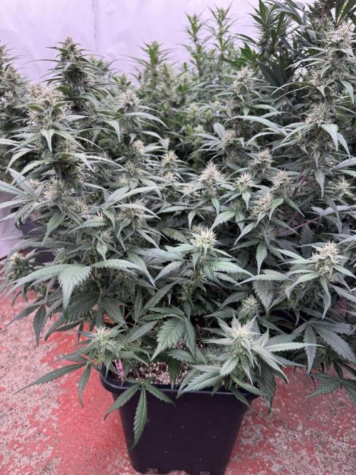 Berry ZenzZzation. Week 7