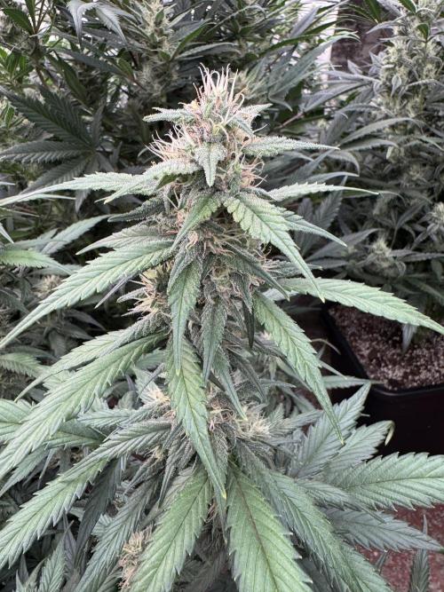 Berry ZenzZzation. Week 7