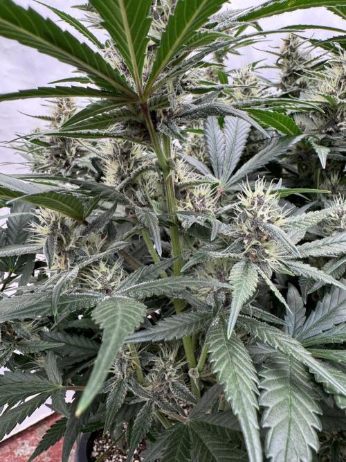 Berry ZenzZzation. Week 7