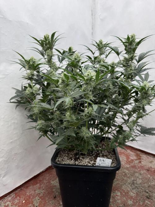 🥈 Strongest auto 25. Week 7