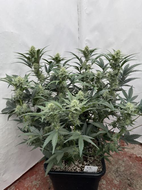 🥈 Strongest auto 25. Week 7