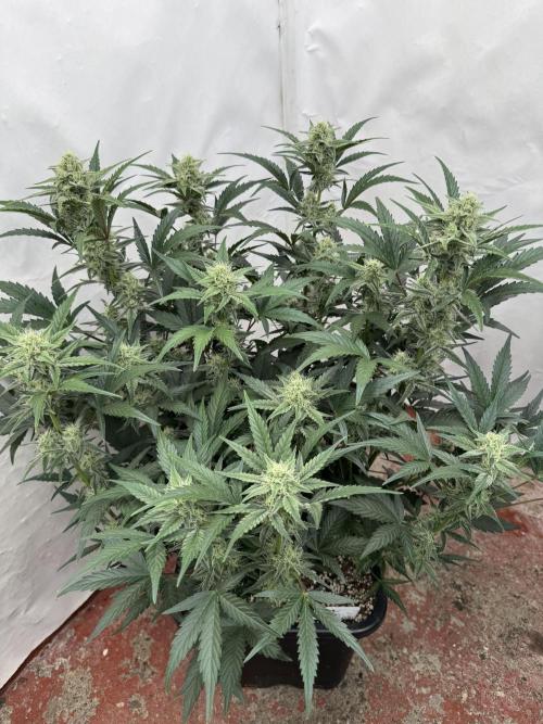 🥈 Strongest auto 25. Week 7