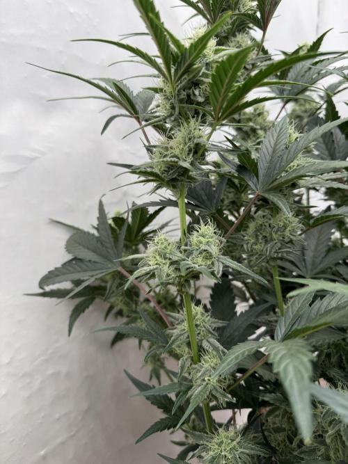 🥈 Strongest auto 25. Week 7