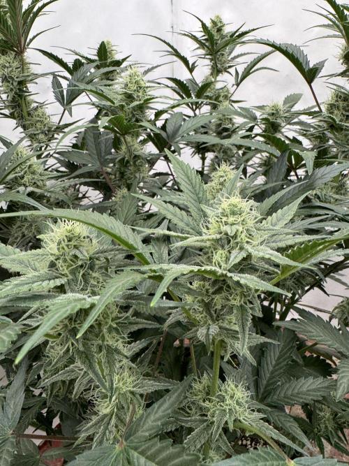 🥈 Strongest auto 25. Week 7