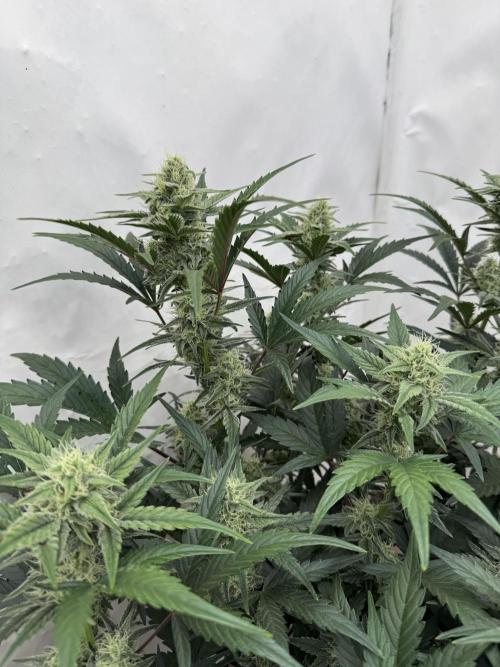 🥈 Strongest auto 25. Week 7