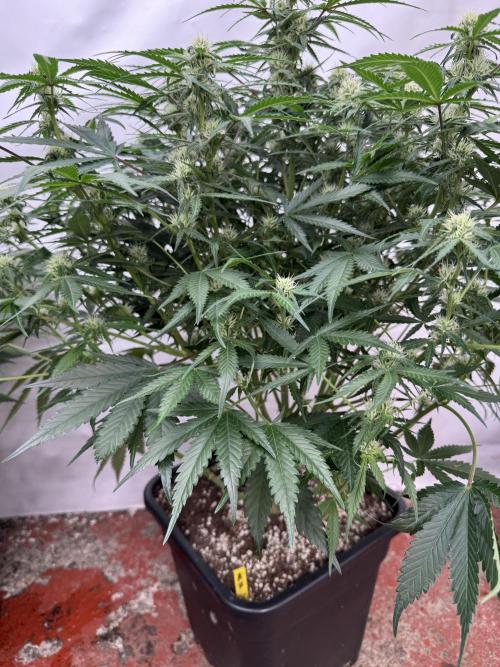 Taste the rainbow 👻. Week 7