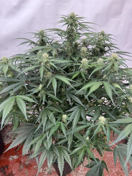 Taste the rainbow 👻. Week 7