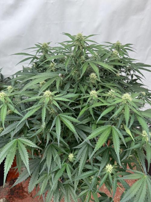 Taste the rainbow 👻. Week 7