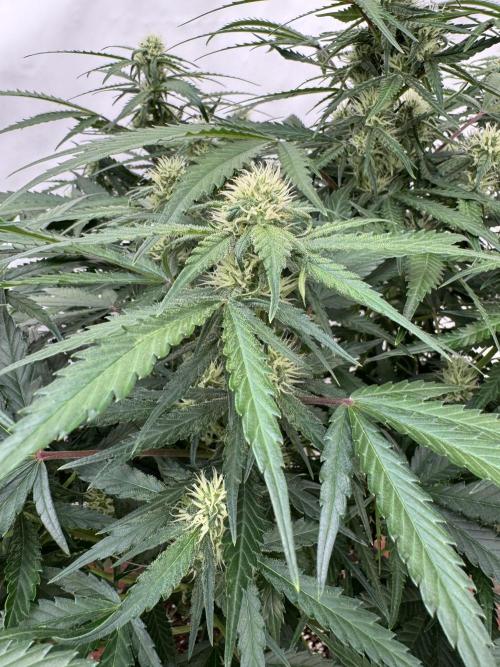 Taste the rainbow 👻. Week 7