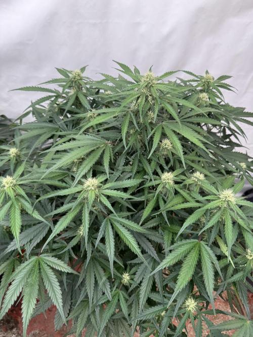 Taste the rainbow 👻. Week 7