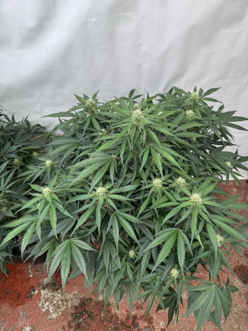 Taste the rainbow 👻. Week 7