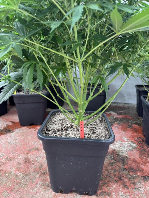 In a Galaxy far…🛸. Week 7