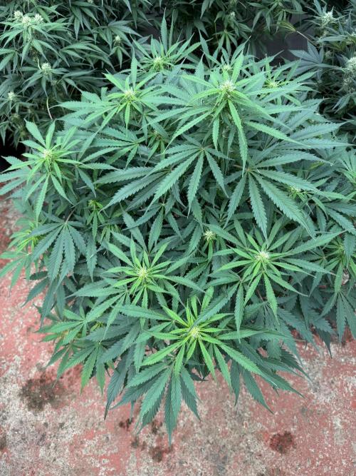 In a Galaxy far…🛸. Week 7