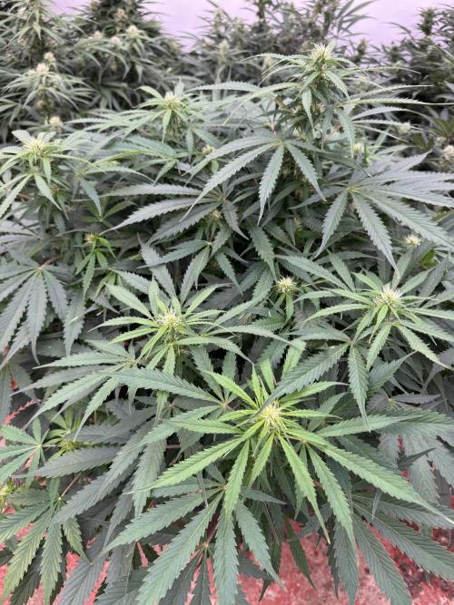 In a Galaxy far…🛸. Week 7