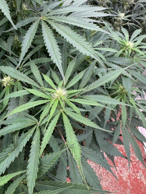 In a Galaxy far…🛸. Week 7