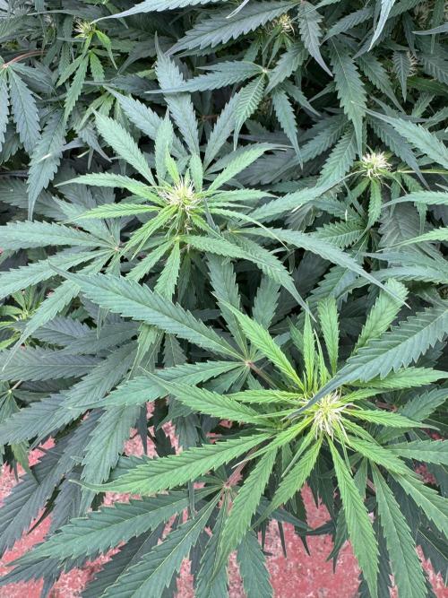 In a Galaxy far…🛸. Week 7