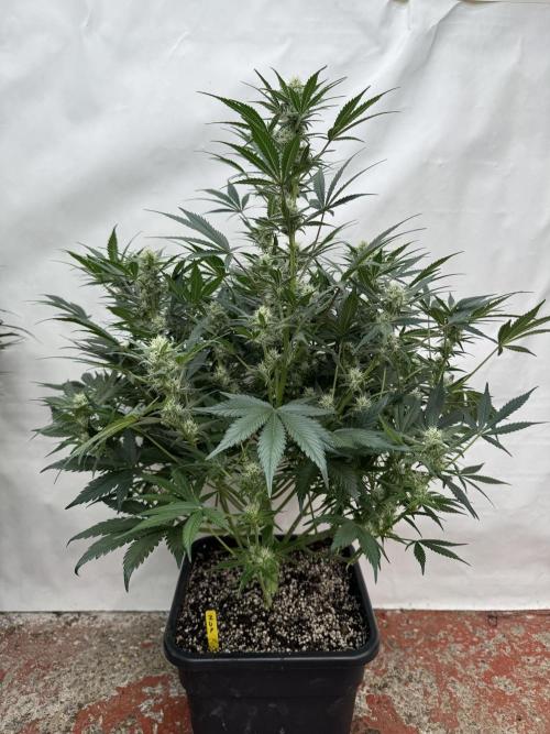 7 up 🍋‍. Week 7