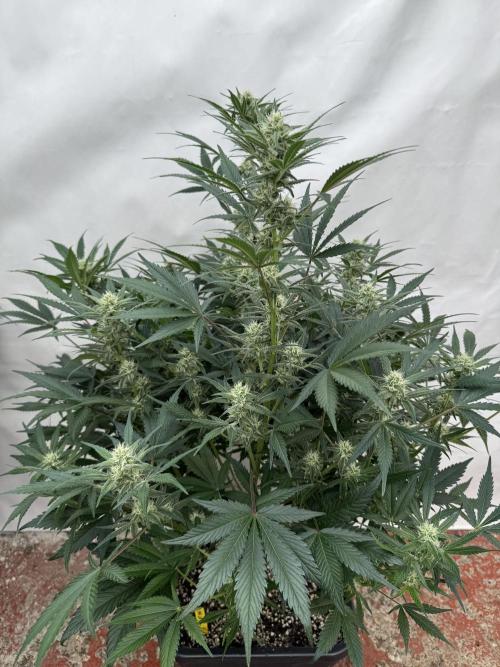 7 up 🍋‍. Week 7