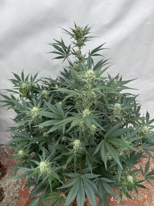 7 up 🍋‍. Week 7