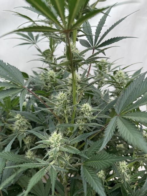 7 up 🍋‍. Week 7