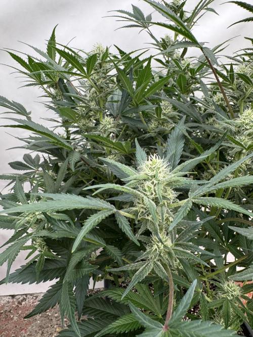 7 up 🍋‍. Week 7