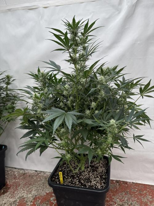 7 up 🍋‍. Week 7