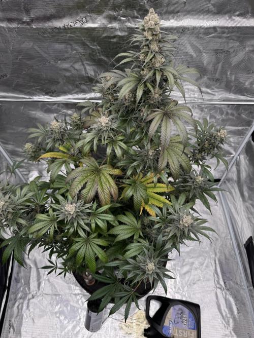 Fullgas!⛽️. Week 13