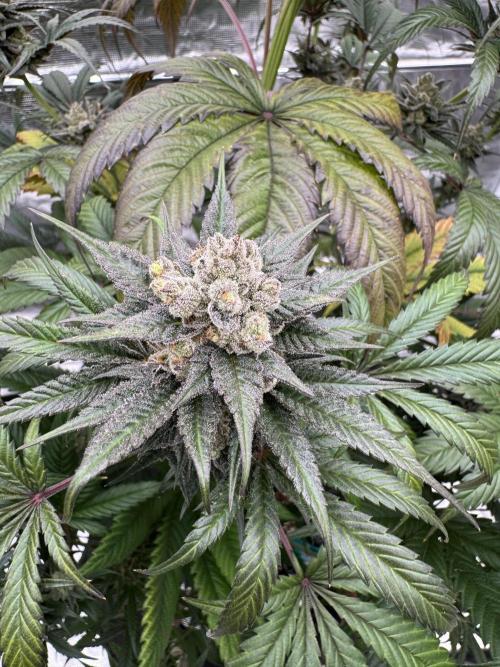 Fullgas!⛽️. Week 13