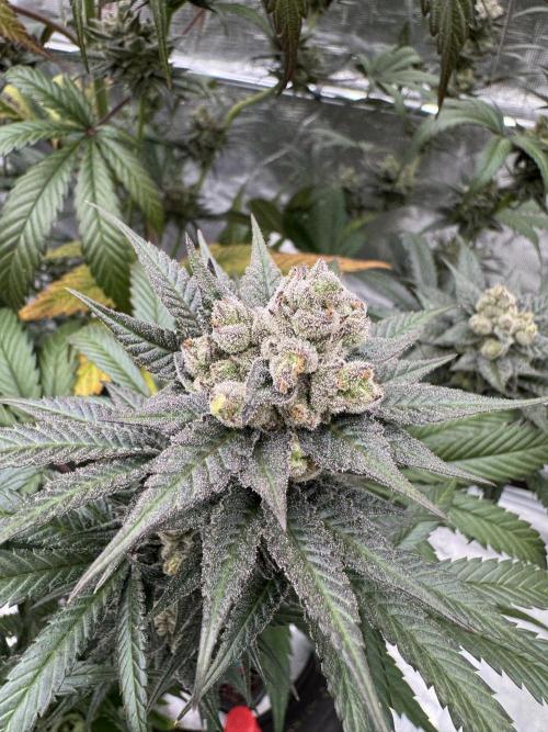 Fullgas!⛽️. Week 13