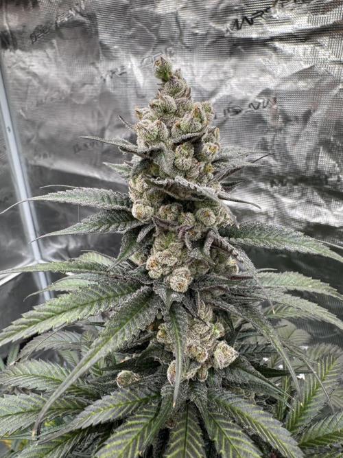 Fullgas!⛽️. Week 13