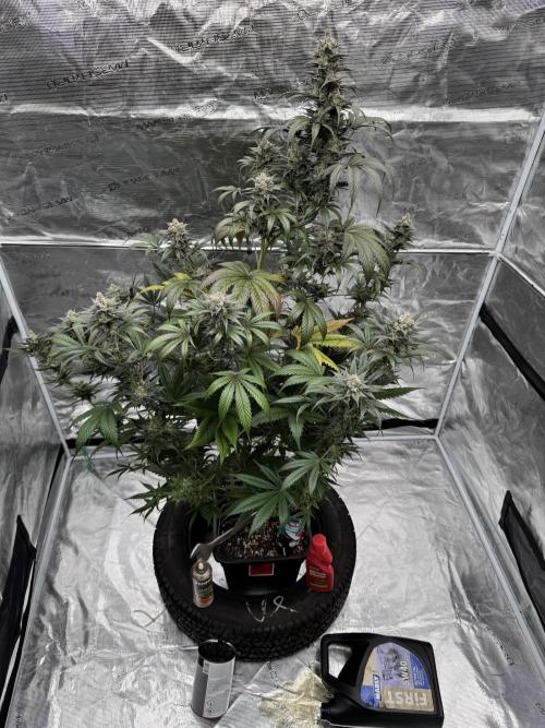 Fullgas!⛽️. Week 13