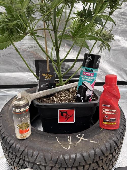 Fullgas!⛽️. Week 13