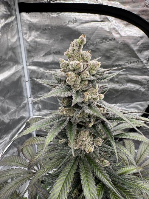 Fullgas!⛽️. Week 13