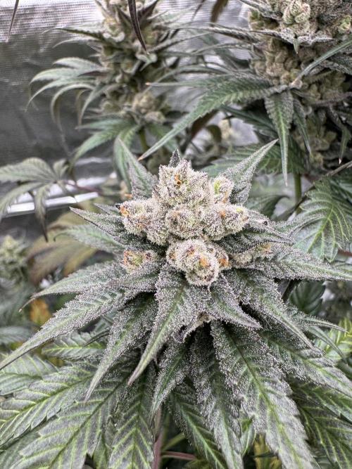 Fullgas!⛽️. Week 13