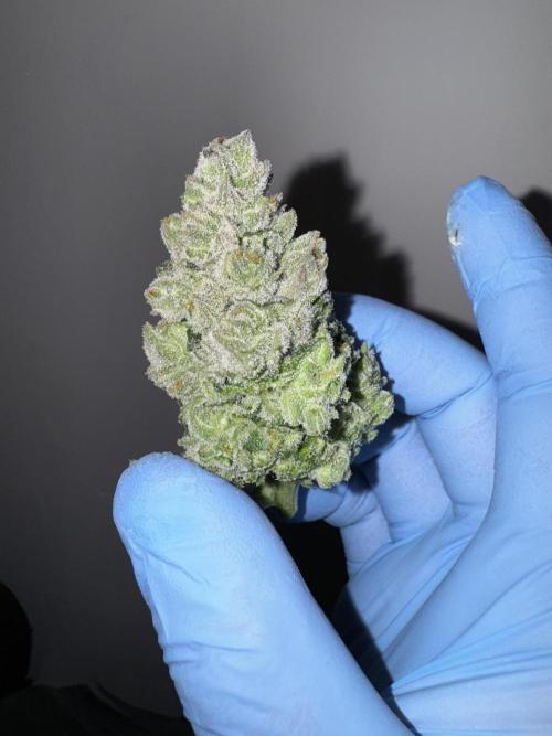 Fullgas!⛽️. Week 13