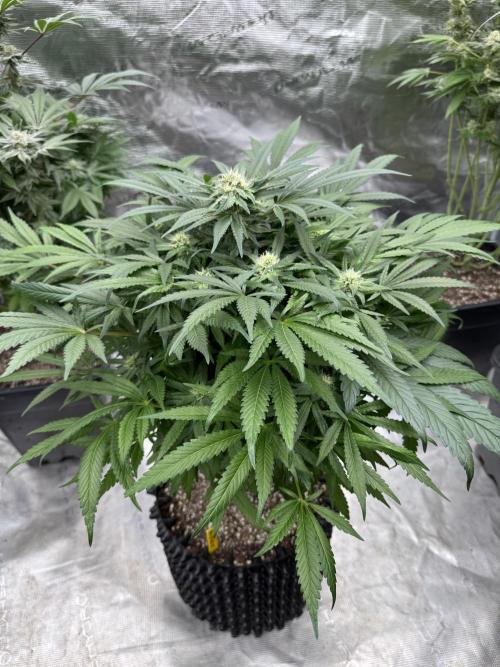 🔙 to the Future. Week 12