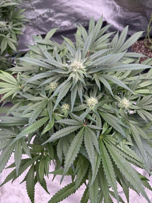 🔙 to the Future. Week 12