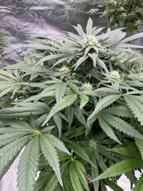 🔙 to the Future. Week 12