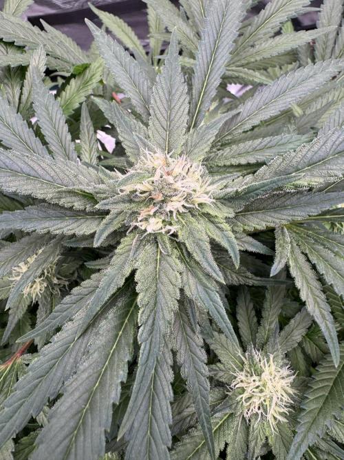 🔙 to the Future. Week 12