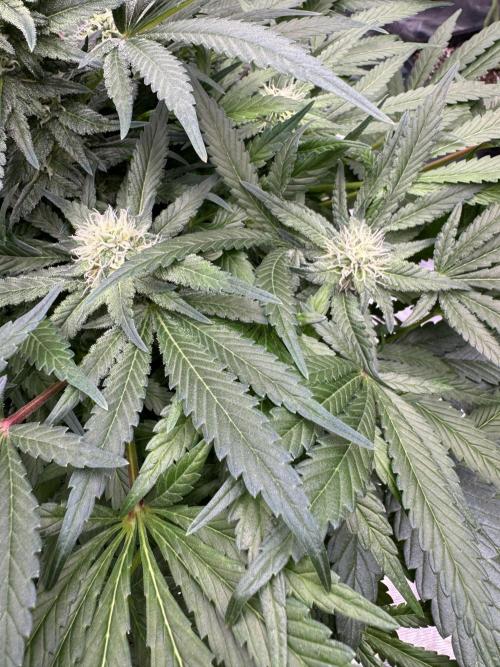 🔙 to the Future. Week 12