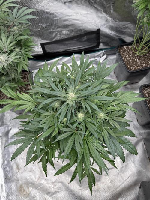 🔙 to the Future. Week 12