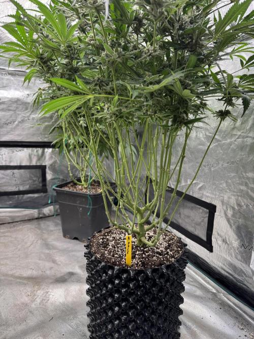 Fatty X Valio. Week 13