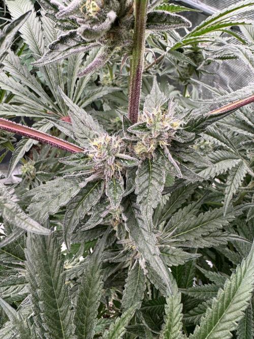 Fatty X Valio. Week 13