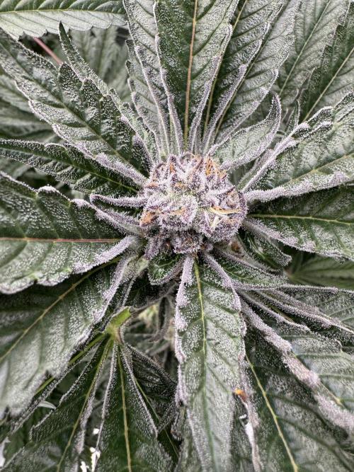 Fatty X Valio. Week 13