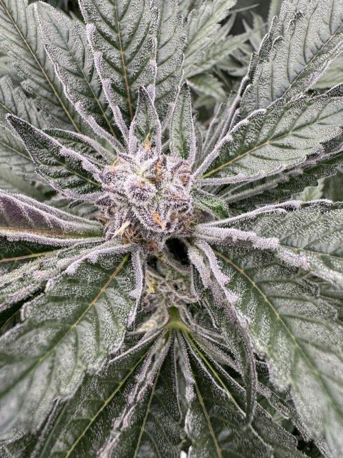 Fatty X Valio. Week 13